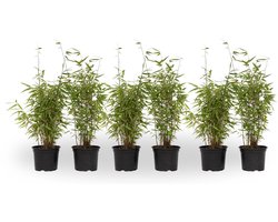 Plant in a Box - Fargesia nitida 'Red Dragon' - Set van 6 - Niet woekerende bamboe met rode stelen - Winterhard en groenblijvend - Pot 17cm - Hoogte 50-70cm