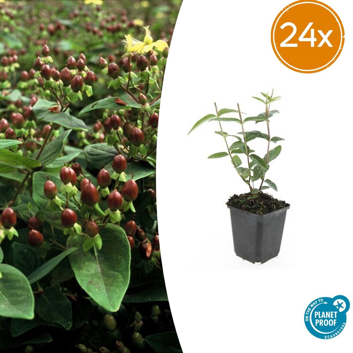 24 Stuks Johanneskruid, Hertshooi, Gele Bloemen en Sierlijke Bessen,Struik/Klimplant, Hypericum inodorum 10-25cm - Ø9cm