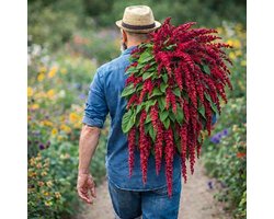 Amarant zaden - Amarant Red Garnet