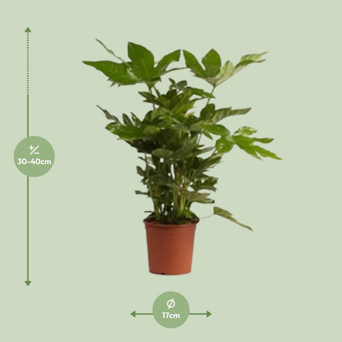 Fatsia Japonica -50cm -Ø17 Groene Kamerplant -