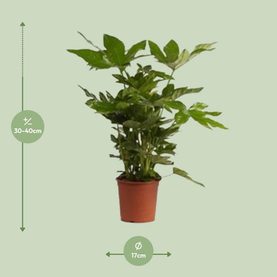Fatsia Japonica -50cm -Ø17 Groene Kamerplant -