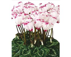 Cyclamen Metis® persicum Victoria F1