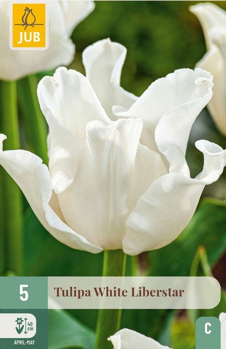 Jub - Tulipa white liberstar 5st