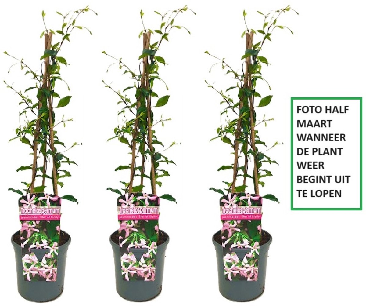 3 x Toscaanse Jasmijn: 3 kopen / 2 betalen - Geel (1) en Wit (2) - Groenblijvend (Wintergroen), Geurend en Winterhard - Sterjasmijn/ Trachelospermum jasminoides | 3 x 1.5 liter pot