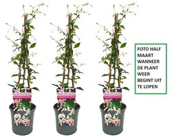 3 x Roze Toscaanse Jasmijn: 3 halen, 2 betalen! | Set van 3 x Roze Sterjasmijn (Star of Sicily / Pink Air / Pink Showers) voor 1 strekkende meter Haag - Groenblijvend / Wintergroen en Winterhard | 3 x 1,5 liter pot (Star of Ibiza) | Hoogte 60-80cm