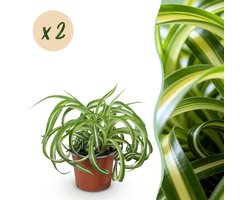 Plantenboetiek.nl | Chlorophytum comosum Bonnie - Krullende Graslelie - Huisdiervriendelijk - Bont - 2 Planten - Ø12cm - 20-25cm hoog - Kamerplant - Groenblijvend