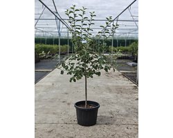 Malus domestica - Oude Appelboom 'Rode Boskoop' (Goudreinet) - Onderstam M111 - 45L pot - ca. 2m