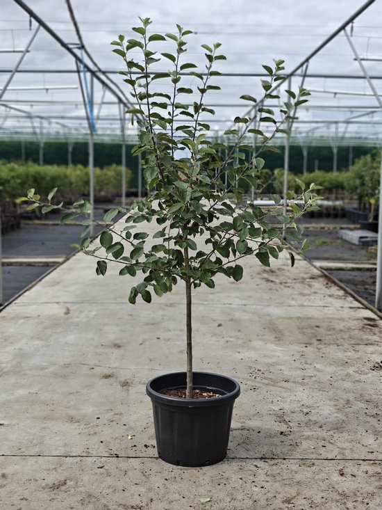 Jonge appelboom 'Jonagold' met groene bladeren, takken en een stam, in een zwarte pot.