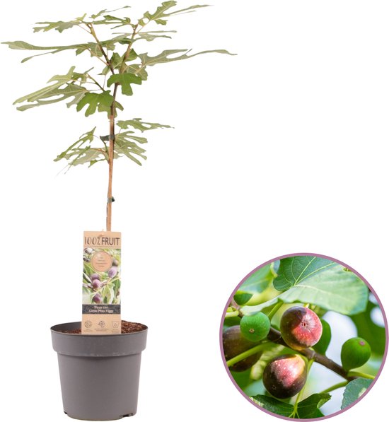 Vijgenboom in pot met een label. Close-up toont paarse en groene vijgen aan de tak.
