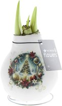 Bloomique - Amaryllis Bol in Wax - Kerstboom - Kerstdecoratie - Bloembol - Hoogte 15-25 cm bij Levering - Groeit tot 40-60 cm