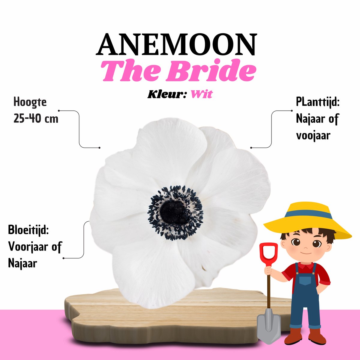 KH Bloembollen® Anemoon | The Bride – 30 stuks – Wit Voorjaarsbollen – Vaste Planten voor Tuin & Border