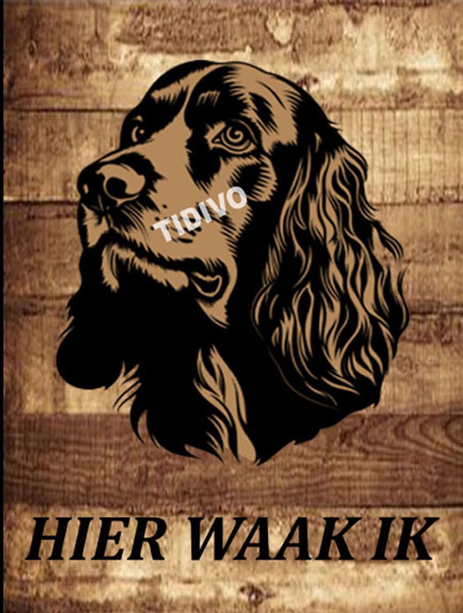 Engelse Springer Spaniel 20