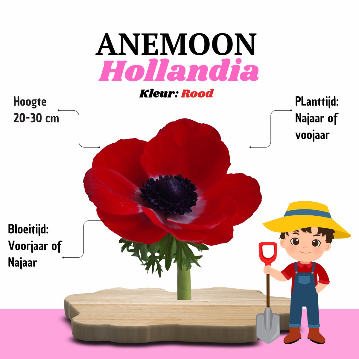 KH Bloembollen® Anemoon | Hollandia Rood – 30 stuks – Voorjaarsbollen – Vaste Planten voor Tuin & Border