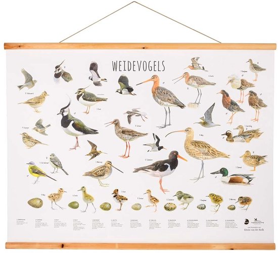 CJ Wildlife - Weidevogels wandposter - Getekend door Elwin van der Klok - Poster vogels - Cadeau