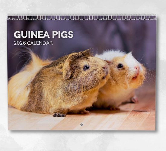 3-Maandkalender 2026 INNI Manager compact-formaat | Q1388877