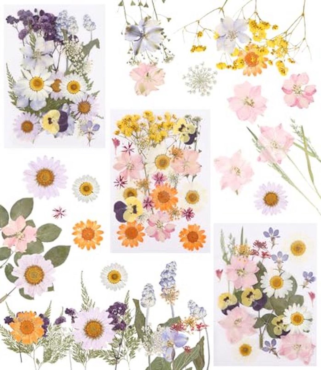 66 stuks geperste bloemen, gedroogde bloemen, geperste bloemen, doe-het-zelf gedroogde bloemen design