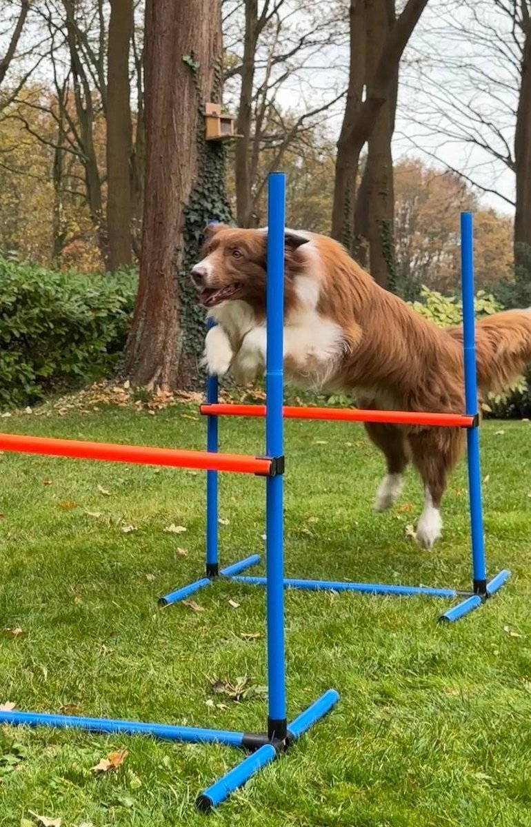 Tavaro Agility Voor De Hond - Honden Training - Hondentunnel - Springhoepel - Horde