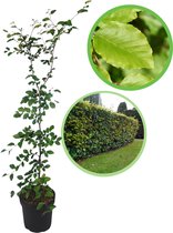 Groene beuk (Fagus sylvatica) 125-150 cm In pot - inheemse plant - meest gekozen haagplant - heel het jaar blikdicht