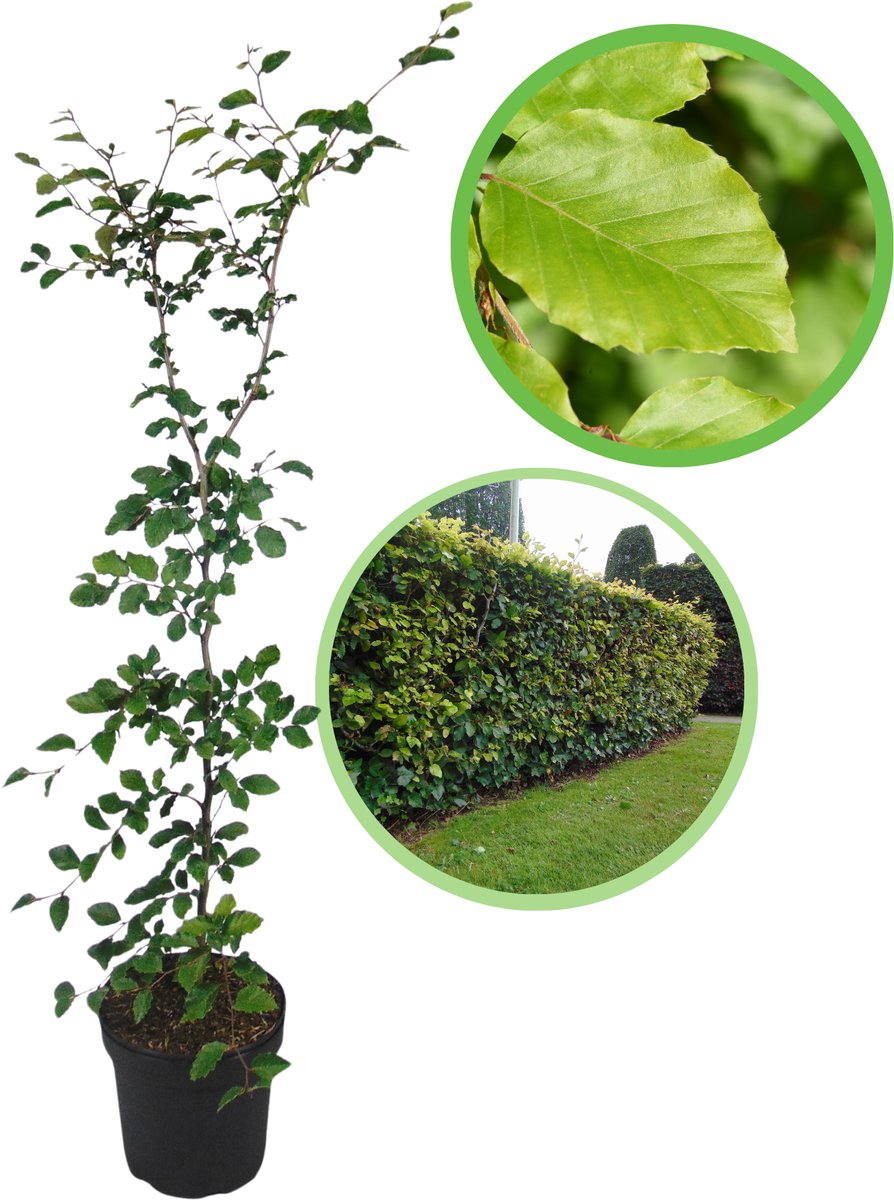 Groene beuk 125-150 cm (in pot) - Fagus sylvatica - Ø26 cm - inheemse plant - meest gekozen haagplant - heel het jaar blikdicht