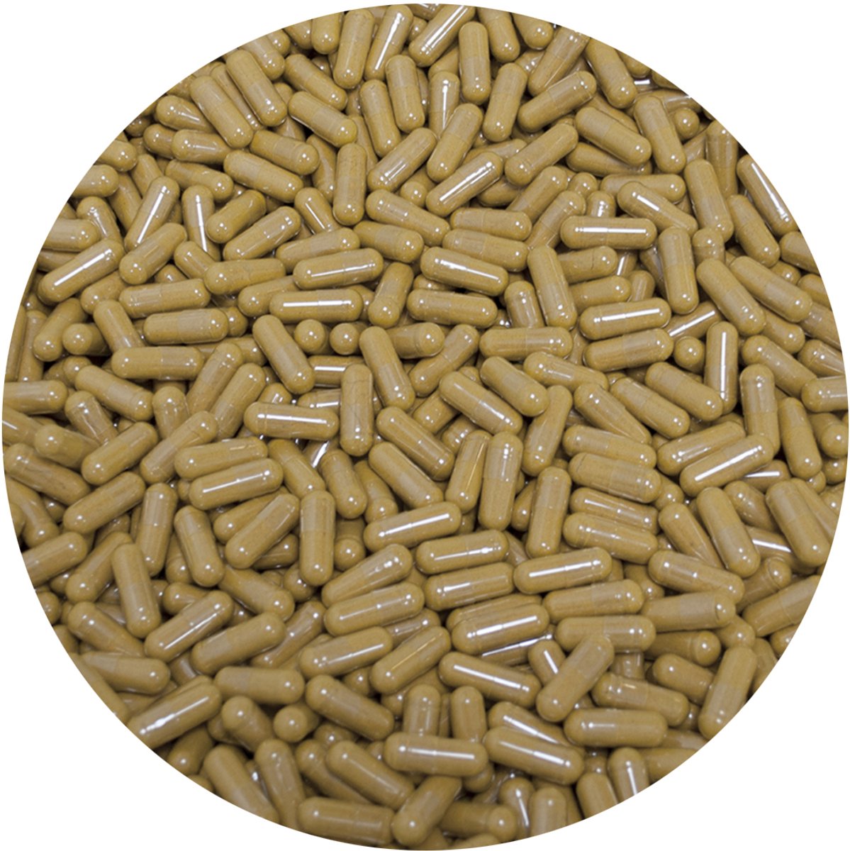 Lion's Mane Capsules 450mg - 5000 Capsules - VehGro
