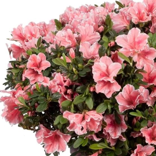 Rhododendron (Rhododendron ENCORE® Sunburst) | 25-30 cm