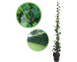 Grootbladige klimop (Hedera hibernica) 125-150 cm In pot - snelle groeier - heel het jaar groen - groeit overal