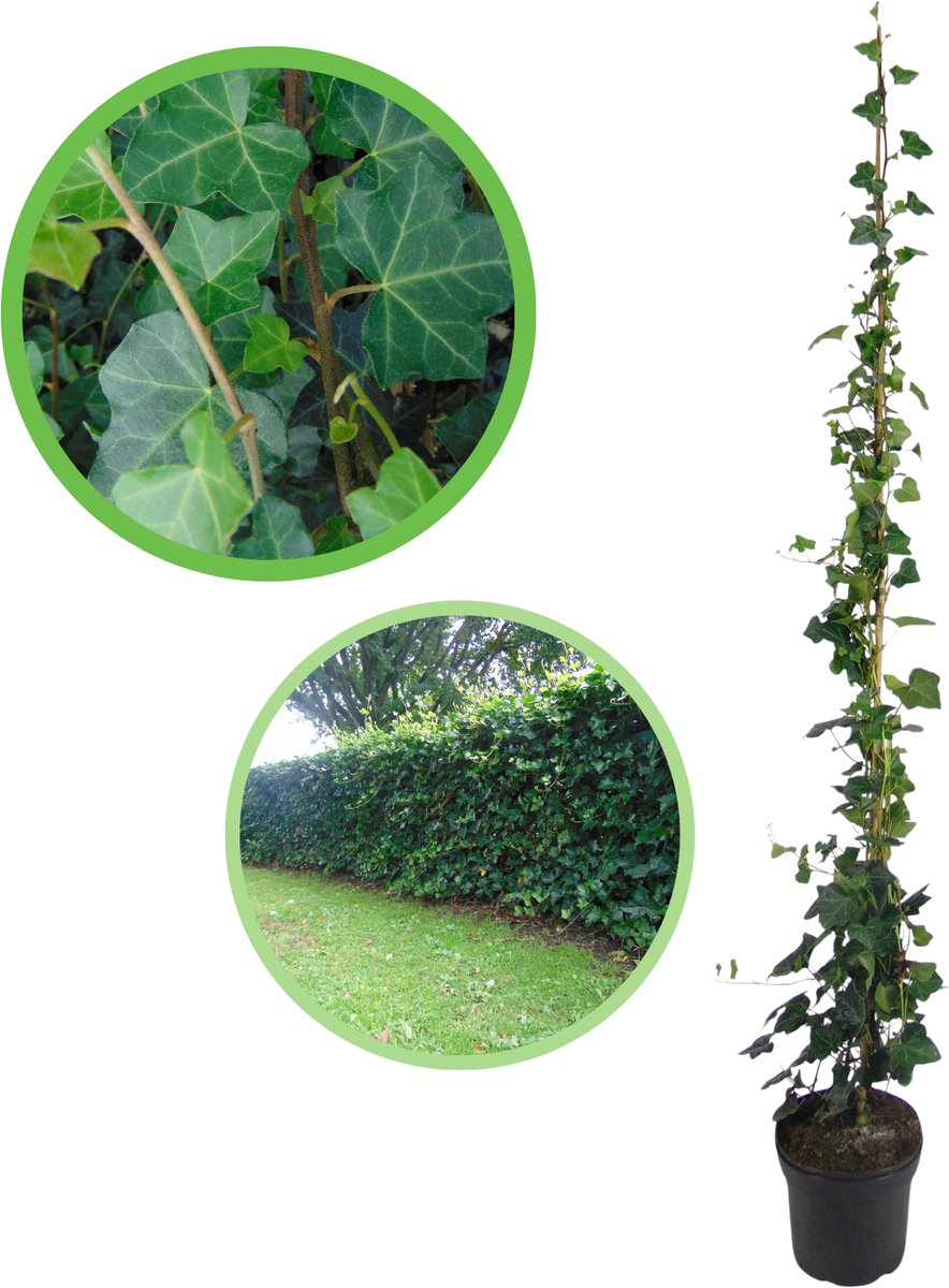 Grootbladige klimop 125-150 cm (in pot) - Hedera hibernica - Ø23 cm - snelle groeier - heel het jaar groen - groeit overal
