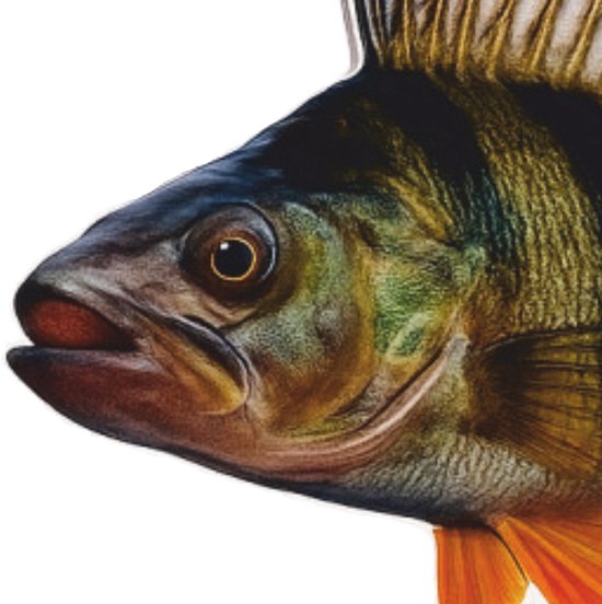 Real Fish Trofee Baars 17 cm Vis Prijs Roofviswedstrijd Viswedstrijd Fish Trophy Vistrofee Visprijs van Merkloos — afbeelding 5