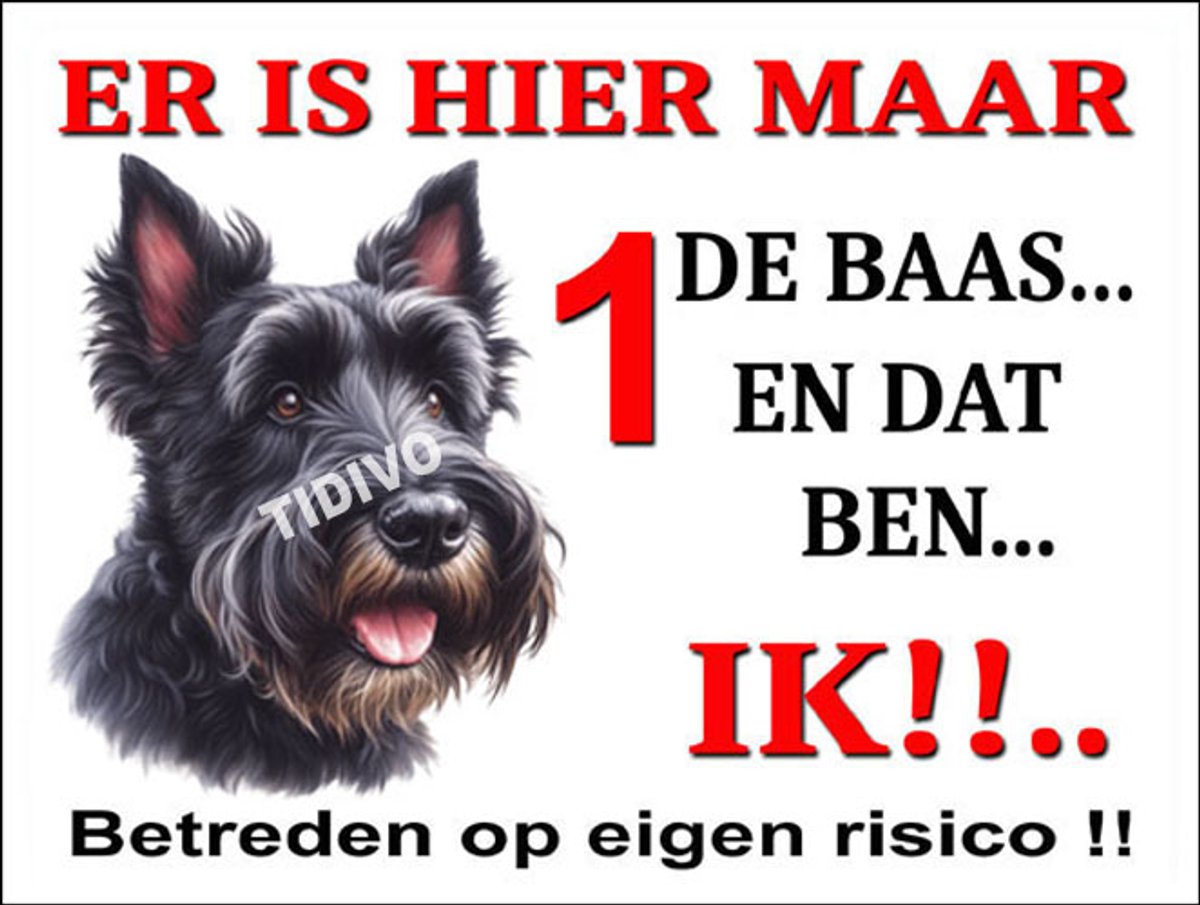 Schotsche Terrier 26