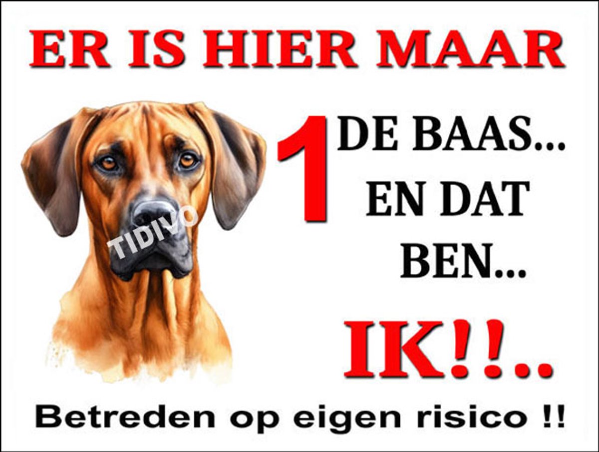 Rhodesian Ridgeback 26