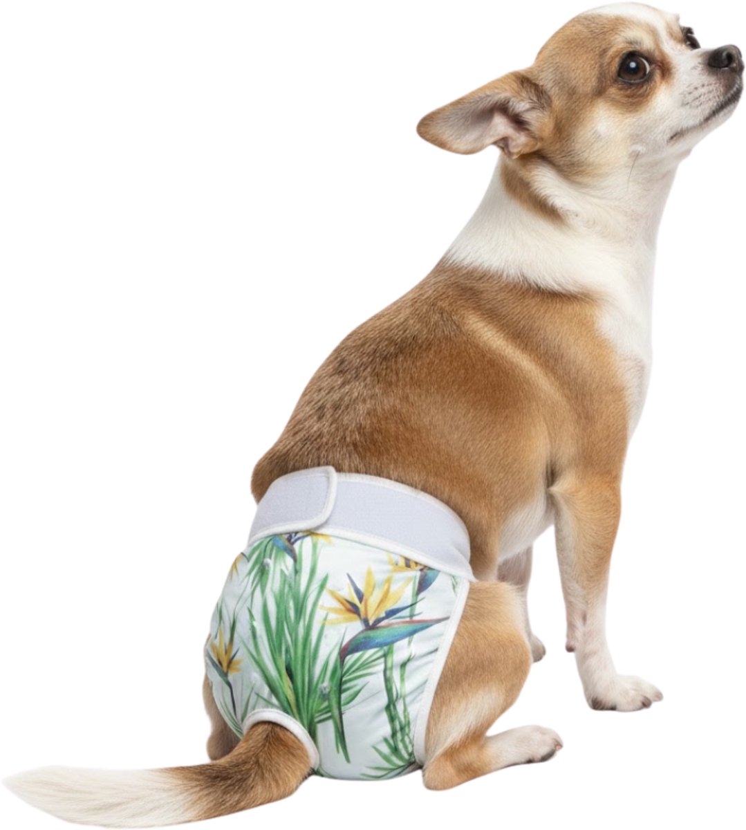 Sharon B Loopsheidbroekje hond- tropical - Maat XS - Wasbaar - Voor zeer kleine hondjes - taille 14-21 cm