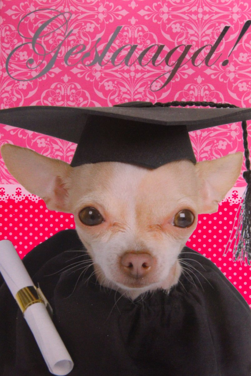 6 Luxe Geslaagd Wenskaarten - Kaart Wenskaart Examen Geslaagd School Studie Opleiding - Diploma - Hond Bull Oorkonde - 16.2x11.5cm - Rood Wit Blauwe Envelop - Art of Cards - Gratis Verzonden - Hoge Afnamekortingen