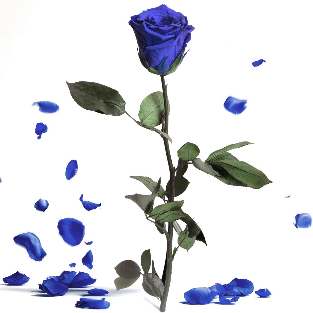 Eeuwige blauwe roos - Geconserveerde echte rozen met steel, 30-35 cm, perfect als cadeau voor dames