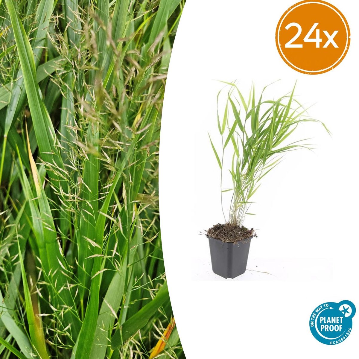 24 Stuks Japans Siergras, Creme Pluimen, Hakonechloa macra - 10-25cm - Ø9cm