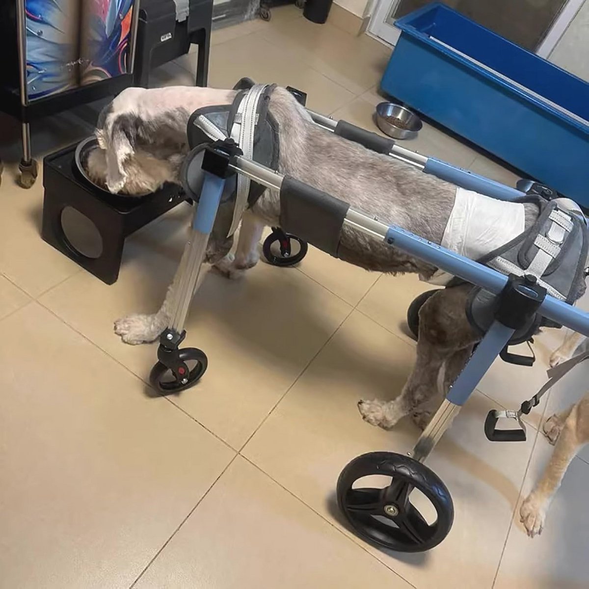 Rolstoel voor Honden - Volledige Ondersteuning met Verstelbare Wielen en Comfortabele Pasvorm