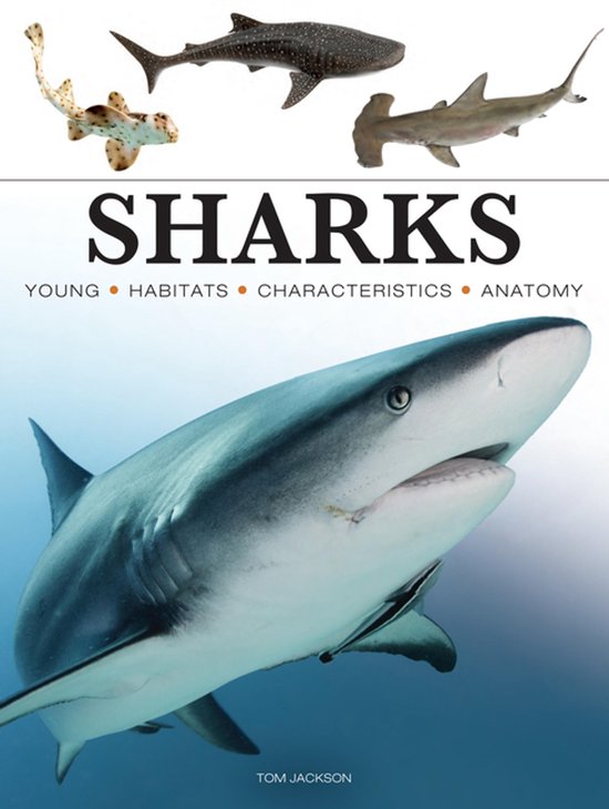 Mini Encyclopedias- Sharks & Underwater Predators