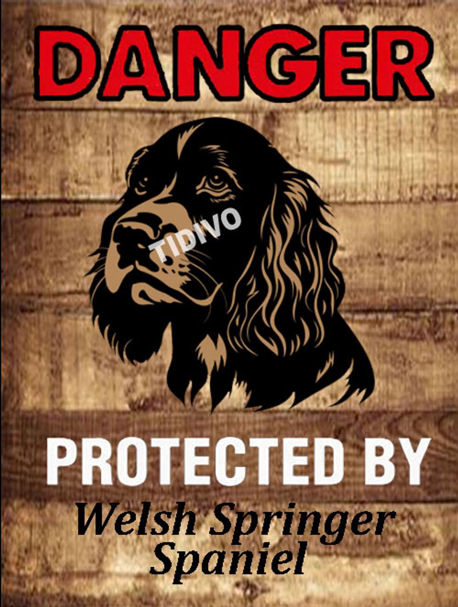 Welsh Springer Spaniel 19