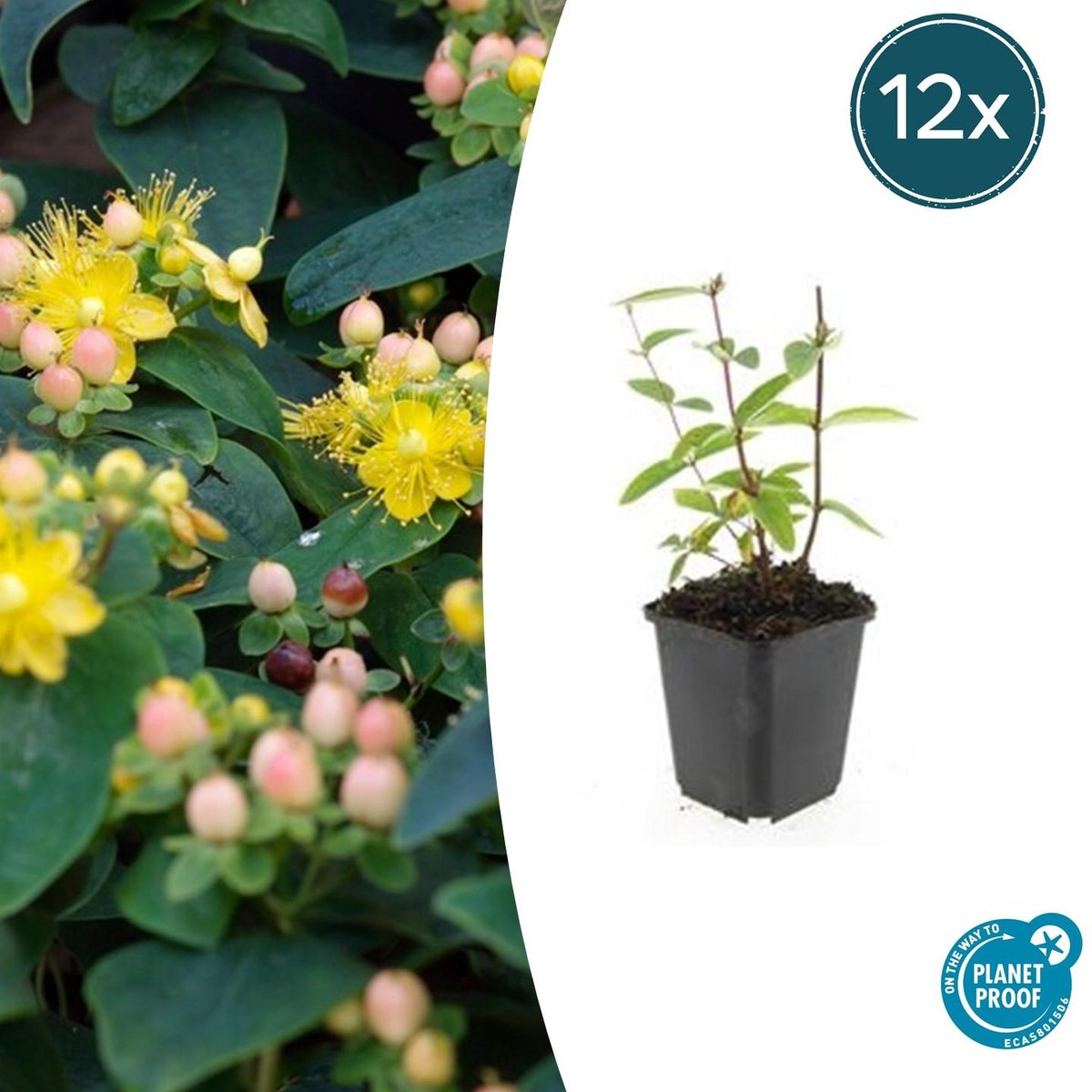 Trendyplants - Hypericum inodorum 'Annebel' - 12 stuks - Hertshooi - Winterhard - Hoogte 10-30 cm - Potmaat Ø9cm