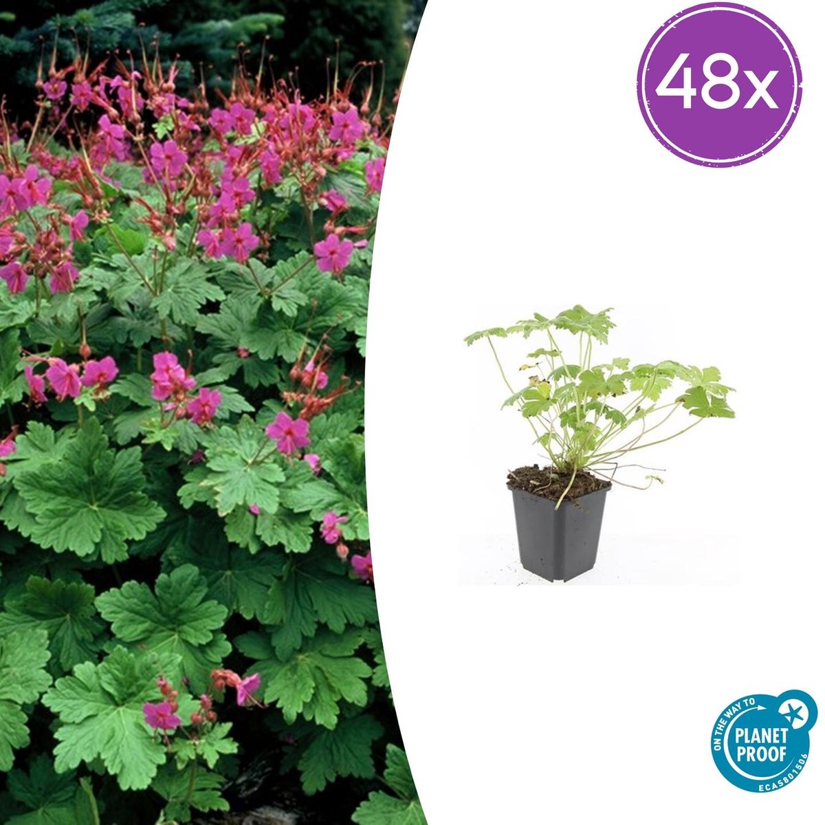 Trendyplants - Geranium macrorrhizum 'Czakor' - 48 stuks - Ooievaarsbek - Winterhard - Hoogte 10-30 cm - Potmaat Ø9cm