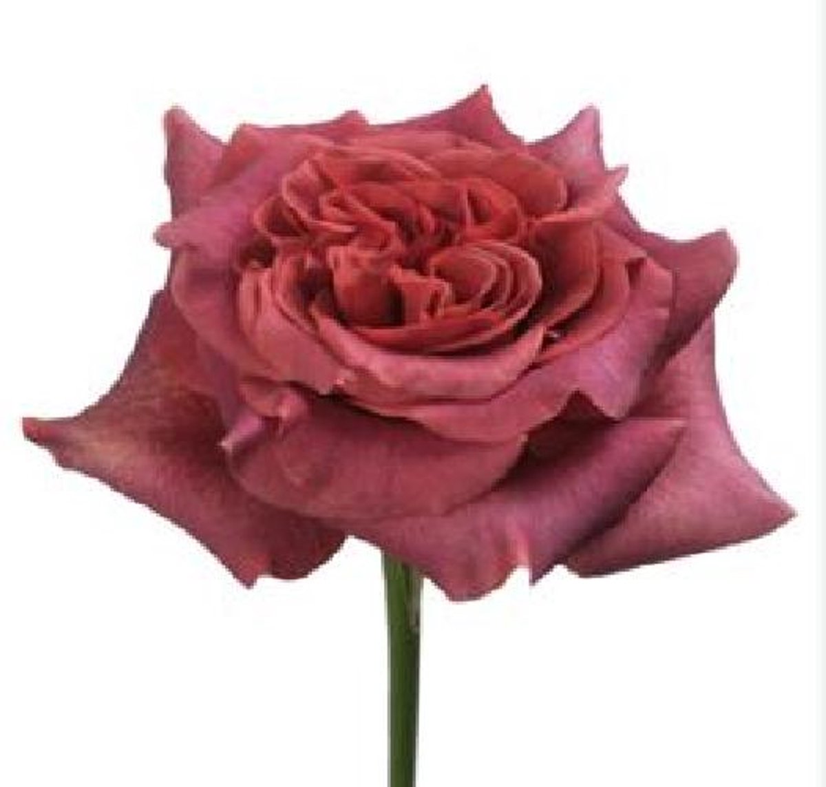25x Rosa razzmatazz 50cm