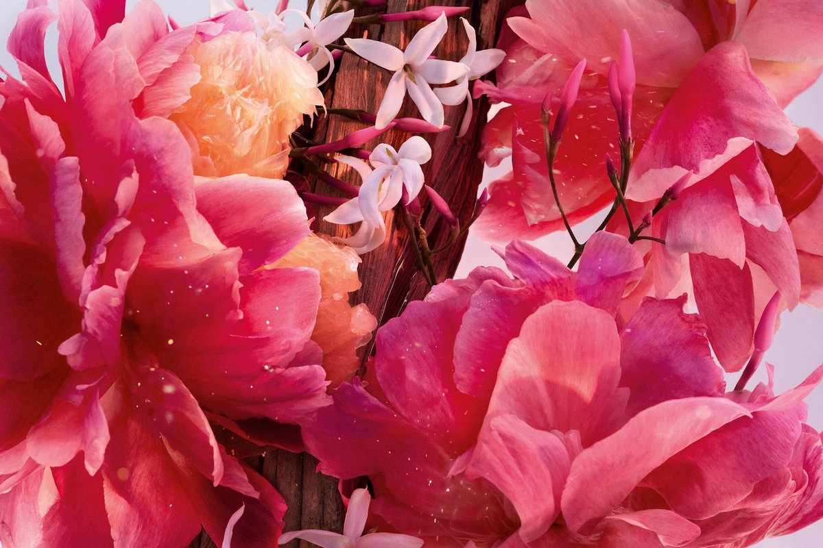 Dior Miss Dior Parfum 50 ml – foto 3