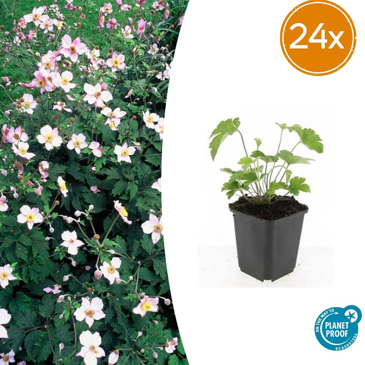 24 Stuks Behaarde herfstanemoon, Herfstbloeier, Wit tot Licht Rose, Anemone tom. Robustissima - 10-25cm - Ø9cm