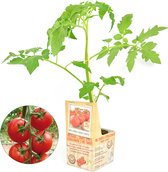 Geënte Trostomaat - 3 geënte tomatenplanten - zelf tomaten kweken