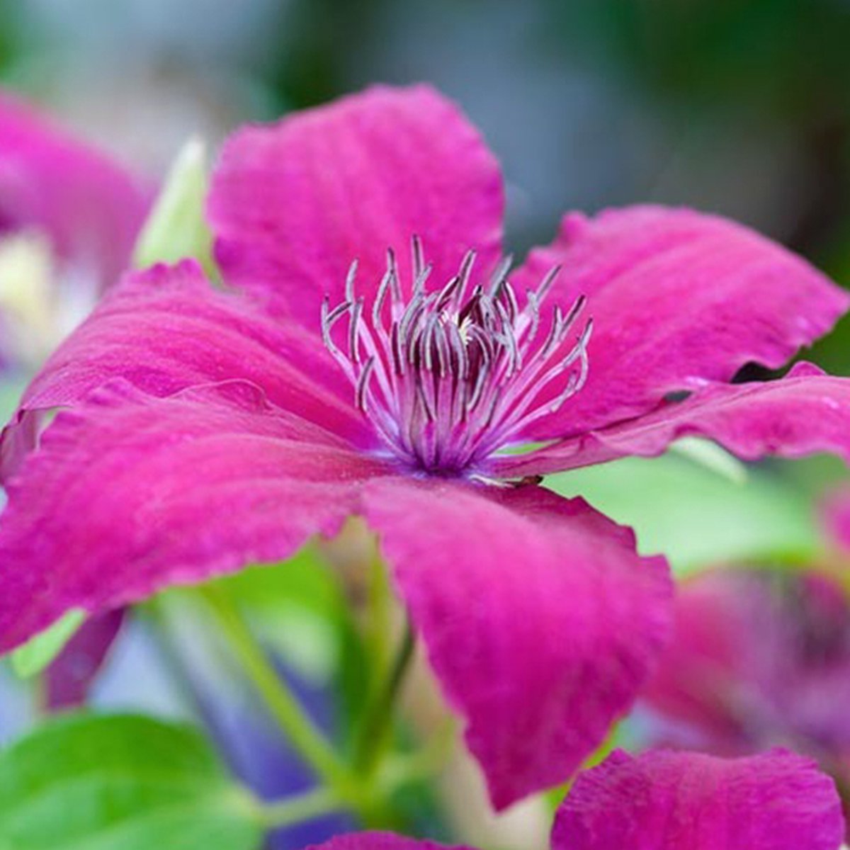 Arborix Clematis 'Ruutel' Bosrank 50-60 cm in pot: Klimplant met grote dieprode bloemen in de zomer