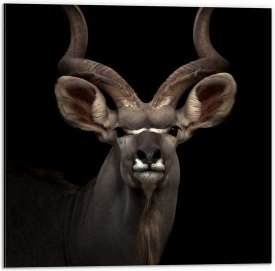 Dibond - Vooraanzicht van Grote Koedoe Antilope met Krullende Horens - 50x50 cm Foto op Aluminium (Wanddecoratie van metaal)
