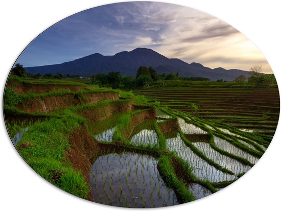 Dibond Ovaal - Volgeregende Rijstvelden in de Bergen van Indonesië - 96x72 cm Foto op Ovaal (Met Ophangsysteem)