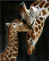 Diamond painting afmeting 60x 80cm - Giraffe hoofden moeder met kleintje