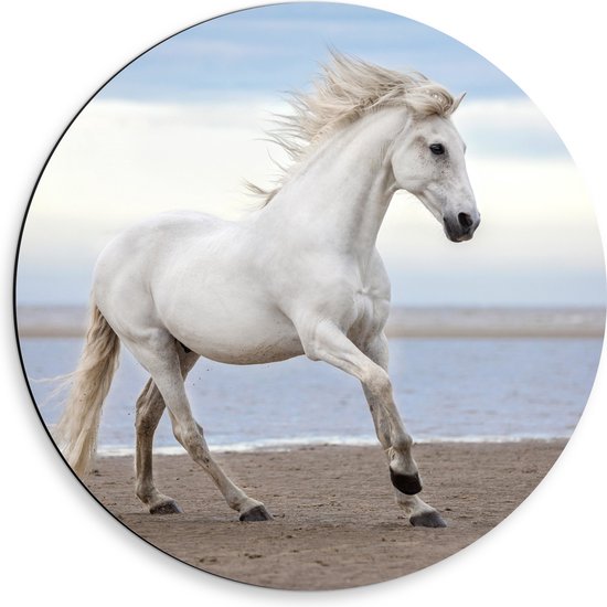 Dibond Muurcirkel - Sierlijk Wit Paard lopend over het Strand aan de Zee - 50x50 cm Foto op Aluminium Muurcirkel (met ophangsysteem)