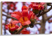Hout - Rode Bloeiende Bloemen aan Indische kapokboom - 90x60 cm - 9 mm dik - Foto op Hout (Met Ophangsysteem)