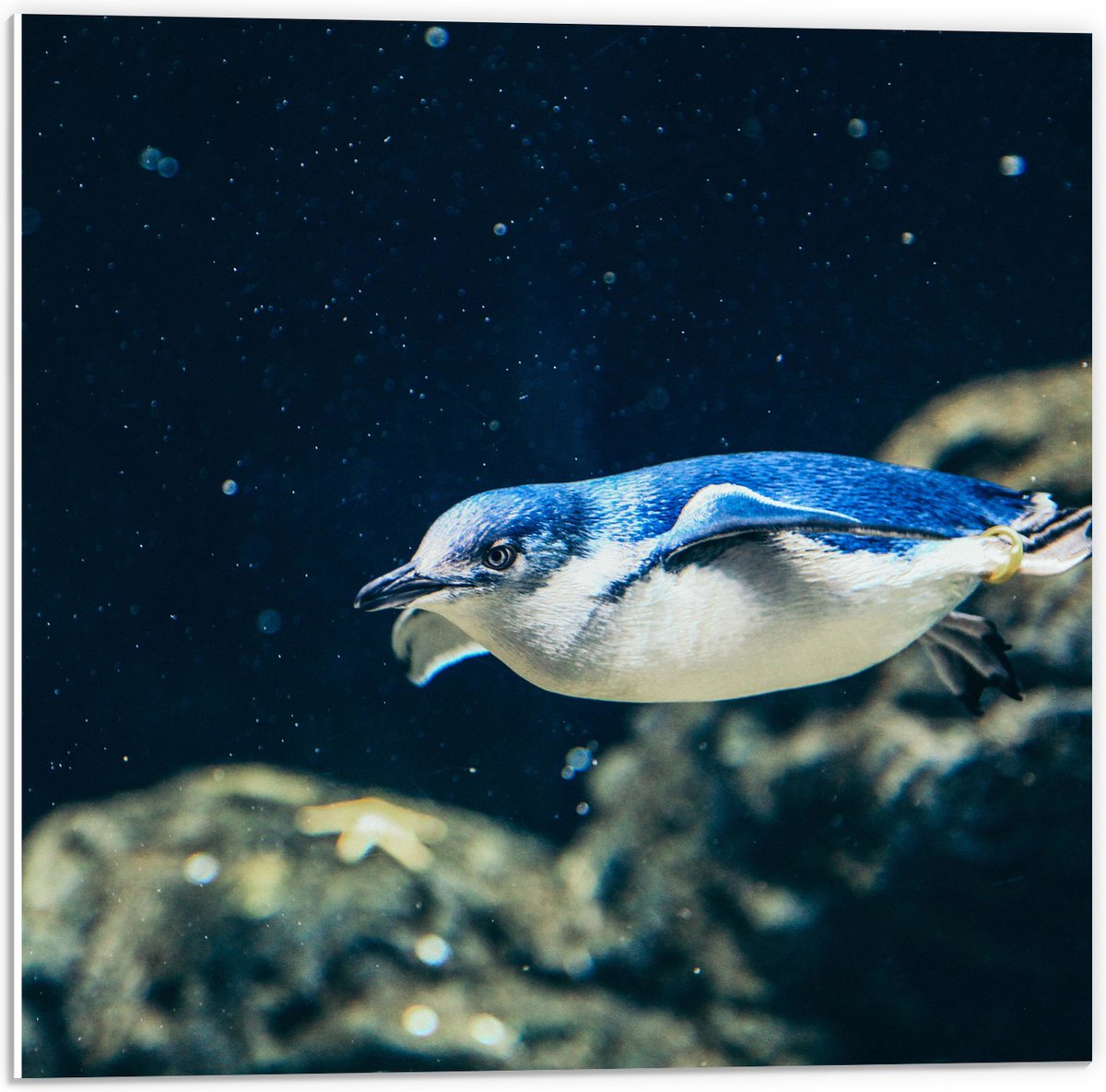 PVC Schuimplaat- Zwemmende Blauwe Pingïun door Aquarium - 50x50 cm Foto op PVC Schuimplaat